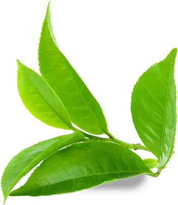 List zelenog čaja