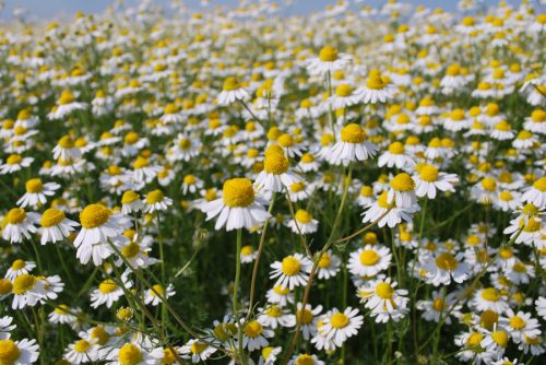 Polje kamilice / Camomile field